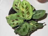 Parduodu Maranta leuconeura var. kerchoveana. - nuotraukos Nr. 3