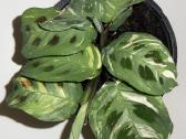 Parduodu Maranta leuconeura var. kerchoveana.