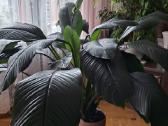 Dovanoju Spathiphyllum "Sensation" (vėzdūnė) - nuotraukos Nr. 2