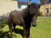 Parduodamas miniatiūrinis poni kumeliukas - nuotraukos Nr. 7