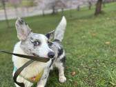 Welsh Corgi Cardigan merle su dokumentais, 10 mėn