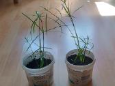 Nykštukiniai Papirusai 25cm aukštis 7€ vnt