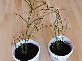 Nykštukiniai Papirusai 25cm aukštis 7€ vnt - nuotraukos Nr. 2
