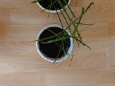 Nykštukiniai Papirusai 25cm aukštis 7€ vnt - nuotraukos Nr. 3
