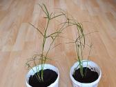 Nykštukiniai Papirusai 25cm aukštis 7€ vnt - nuotraukos Nr. 4
