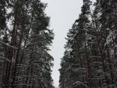 Bukčiai, Lazdynai, Vilnius - nuotraukos Nr. 4