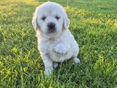 Golden Retriever - nuotraukos Nr. 2