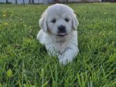 Golden Retriever - nuotraukos Nr. 3