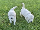 Golden Retriever - nuotraukos Nr. 2