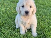 Golden Retriever - nuotraukos Nr. 4
