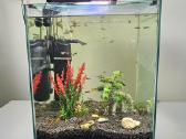 50ltr.akvariumas su žuvytėmis. - nuotraukos Nr. 2