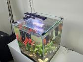 50ltr.akvariumas su žuvytėmis. - nuotraukos Nr. 3