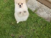 Deutscher Spitz miniature - nuotraukos Nr. 4