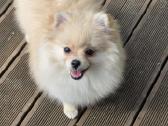 Deutscher Spitz miniature - nuotraukos Nr. 5