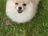 Deutscher Spitz miniature - nuotraukos Nr. 6