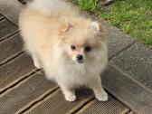 Deutscher Spitz miniature - nuotraukos Nr. 7