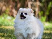 Deutscher Spitz miniature - nuotraukos Nr. 2