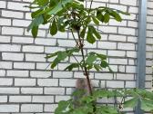 Parduodamas medis Kaštonas - nuotraukos Nr. 2