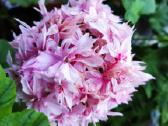 Nuostabios pelargonijos daigai