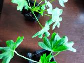 Nuostabios pelargonijos daigai - nuotraukos Nr. 2