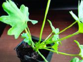 Nuostabios pelargonijos daigai - nuotraukos Nr. 3