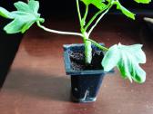 Nuostabios pelargonijos daigai - nuotraukos Nr. 4