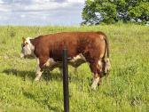 Hereford - nuotraukos Nr. 7