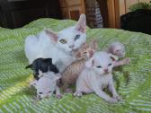 Devon rex veislės katukai
