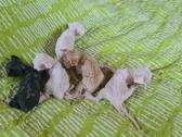 Devon rex veislės katukai - nuotraukos Nr. 2