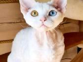 Devon rex veislės katukai - nuotraukos Nr. 3