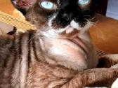 Devon rex veislės katukai - nuotraukos Nr. 4