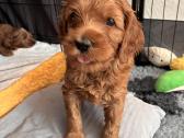 Australian Labradoodle šuniukai,su Wala dokum. - nuotraukos Nr. 7