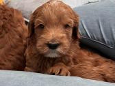 Australian Labradoodle šuniukai,su Wala dokum. - nuotraukos Nr. 6