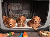 Australian Labradoodle šuniukai,su Wala dokum. - nuotraukos Nr. 5