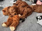 Australian Labradoodle šuniukai,su Wala dokum. - nuotraukos Nr. 9