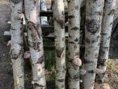 Shiitake grybai. Auginimas, rąstelių paruošimas,