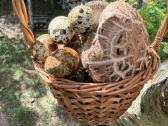Shiitake grybai. Auginimas, rąstelių paruošimas, - nuotraukos Nr. 2