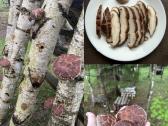 Shiitake grybai. Auginimas, rąstelių paruošimas, - nuotraukos Nr. 3