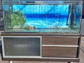 240l akvariumas + spintelė
