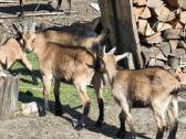 Parduodu alpinius ožiukus ir ožkytes.
