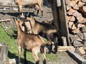 Parduodu alpinius ožiukus ir ožkytes. - nuotraukos Nr. 2