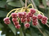 Hoya Gracilis Memoria - nuotraukos Nr. 2