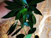 Hoya Gracilis Memoria