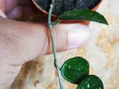 Hoya Matilda, Curtissi