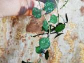 Hoya Matilda, Curtissi - nuotraukos Nr. 2