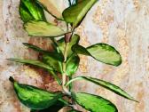 Hoya Australis Lisa