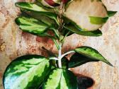 Hoya Australis Lisa - nuotraukos Nr. 2