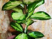 Hoya Australis Lisa - nuotraukos Nr. 3