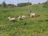 Trys avys, vienas avinas ir keturi eriukai - nuotraukos Nr. 3
