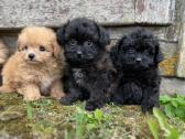 Pomapoo